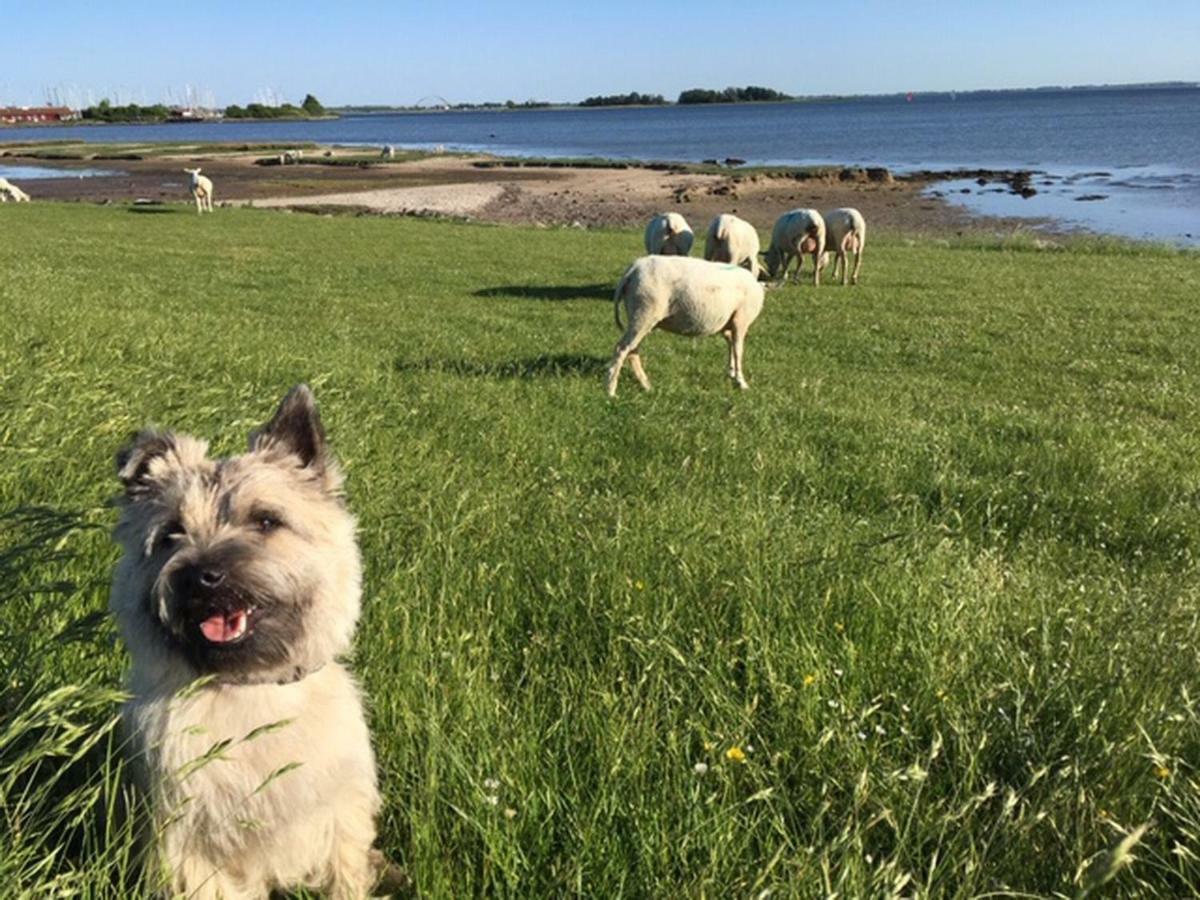 Zur Muehle Lemkenhafen Auf Fehmarn 아파트 외부 사진